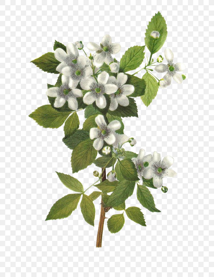 Flower Highbush Blackberry (Rubus Argutus) Floral Design Botany Illustration, PNG, 800x1058px, Flower, Art, Art Museum, Botany, Branch Download Free