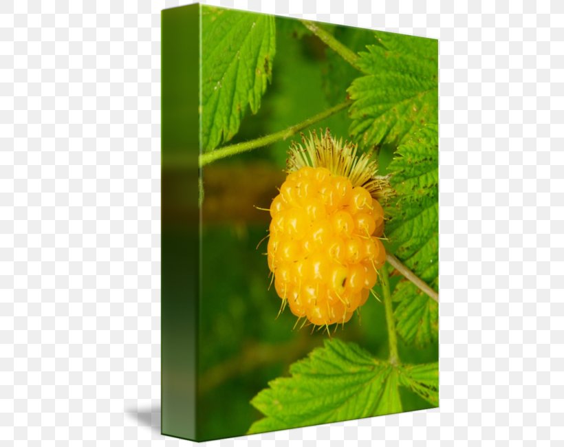 Fruit, PNG, 469x650px, Fruit, Organism, Salmonberry Download Free