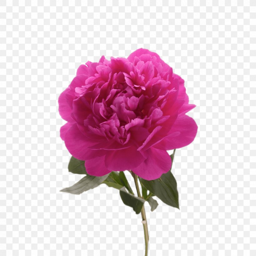 Garden Roses Peony Image Drawing, PNG, 1200x1200px, Garden Roses, Annual Plant, Art, Cabbage Rose, Carnation Download Free