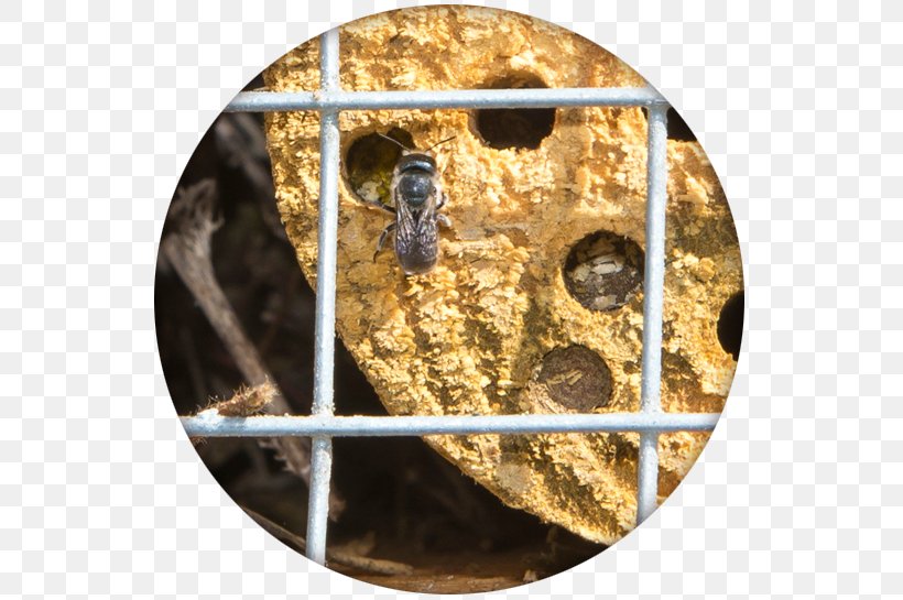Insect Western Honey Bee Hotel Cortijo El Puerto, PNG, 545x545px, Insect, Bee, Beehive, Bumblebee, Ecology Download Free