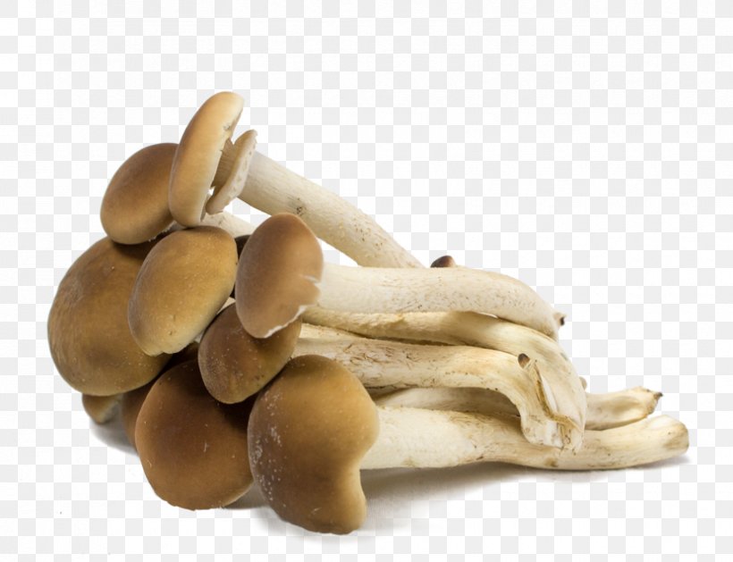 Pleurotus Eryngii Edible Mushroom, PNG, 830x637px, Pleurotus Eryngii, Edible Mushroom, Ingredient, Mushroom, Oyster Mushroom Download Free