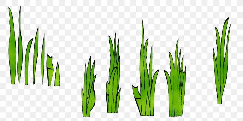 Wheatgrass Green Commodity Plant Stem Plants, PNG, 2856x1428px, Wheatgrass, Commodity, Elymus Repens, Flowering Plant, Grass Download Free