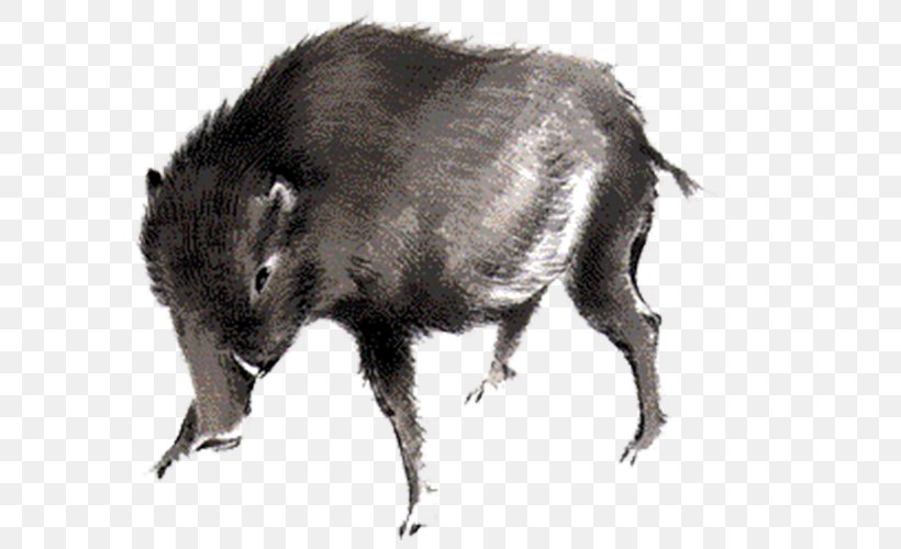 Wild Boar Download Peccary Icon, PNG, 595x500px, Wild Boar, Animal, Drawing, Fauna, Fur Download Free