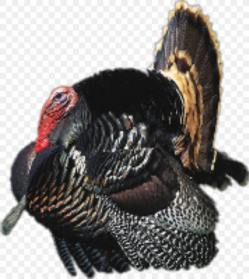 Chicken Guineafowl Ocellated Turkey Turkey Hunting, PNG, 1042x1170px, Chicken, Beak, Bowhunting, Brining, Domesticated Turkey Download Free
