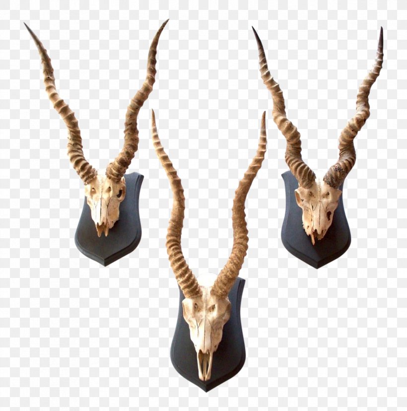 Impala Antelope Blackbuck Horn Antler, PNG, 1267x1280px, Impala, Antelope, Antler, Blackbuck, Chairish Download Free