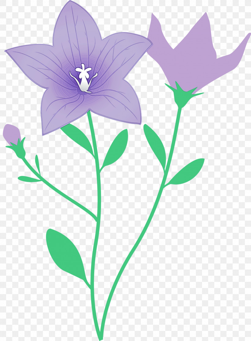 Lavender, PNG, 2210x3000px, Balloon Flower, Bellflower Family, Flora, Flower, Herbaceous Plant Download Free