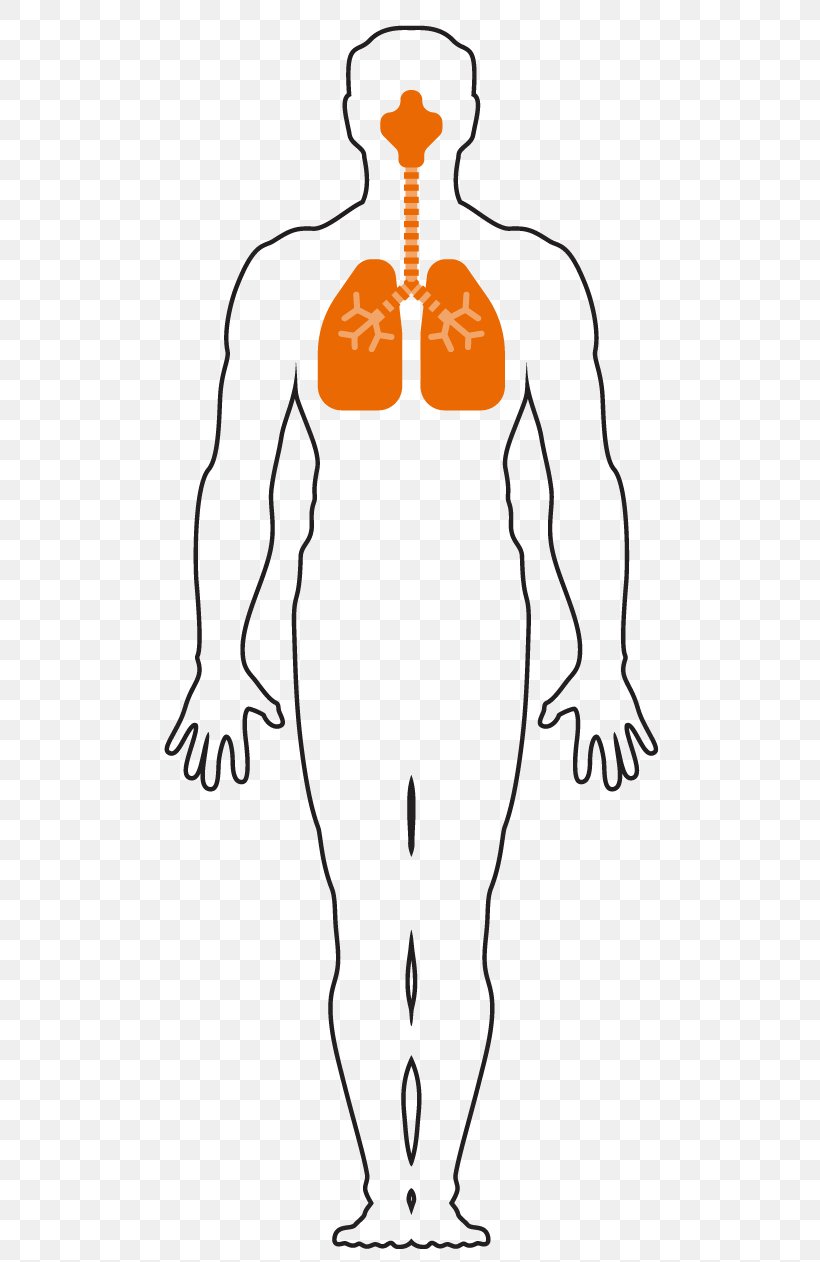 Respiratory System Respiration Finger Human Body Breathing, PNG, 515x1262px, Watercolor, Cartoon, Flower, Frame, Heart Download Free