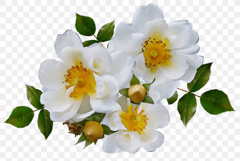 Rose, PNG, 1280x859px, Watercolor, Flower, Flowering Plant, Paint, Petal Download Free