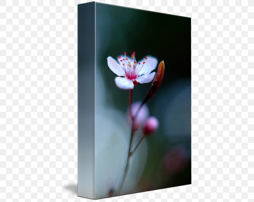 Still Life Photography Desktop Wallpaper Picture Frames, PNG, 426x650px, Still Life Photography, Blossom, Computer, Flora, Flower Download Free