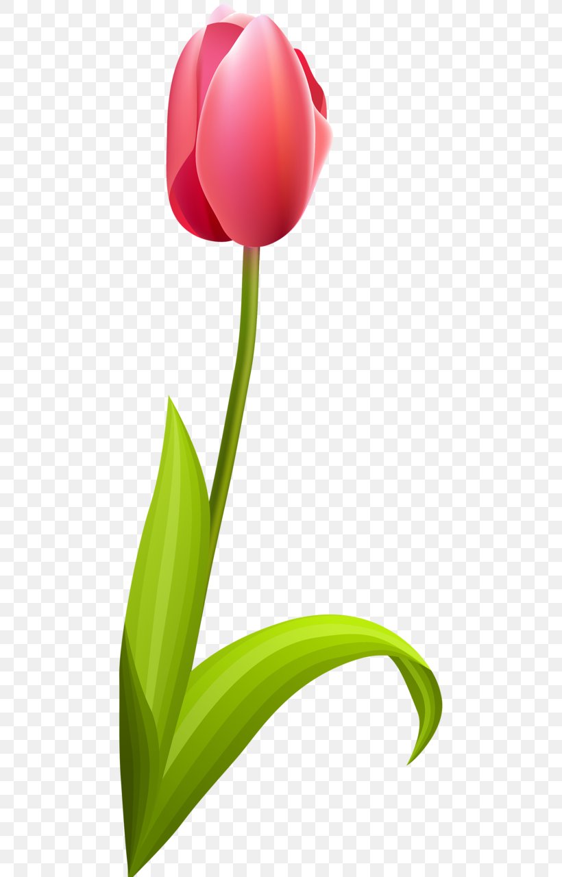 Tulip Cut Flowers Petal Plant Stem, PNG, 480x1280px, Tulip, Cartoon, Crocus, Cut Flowers, Flower Download Free