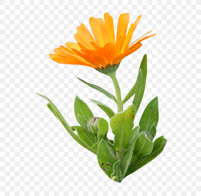 Calendula Officinalis Orange Flower Clip Art, PNG, 622x800px, Calendula Officinalis, Annual Plant, Calendula, Color, Daisy Family Download Free
