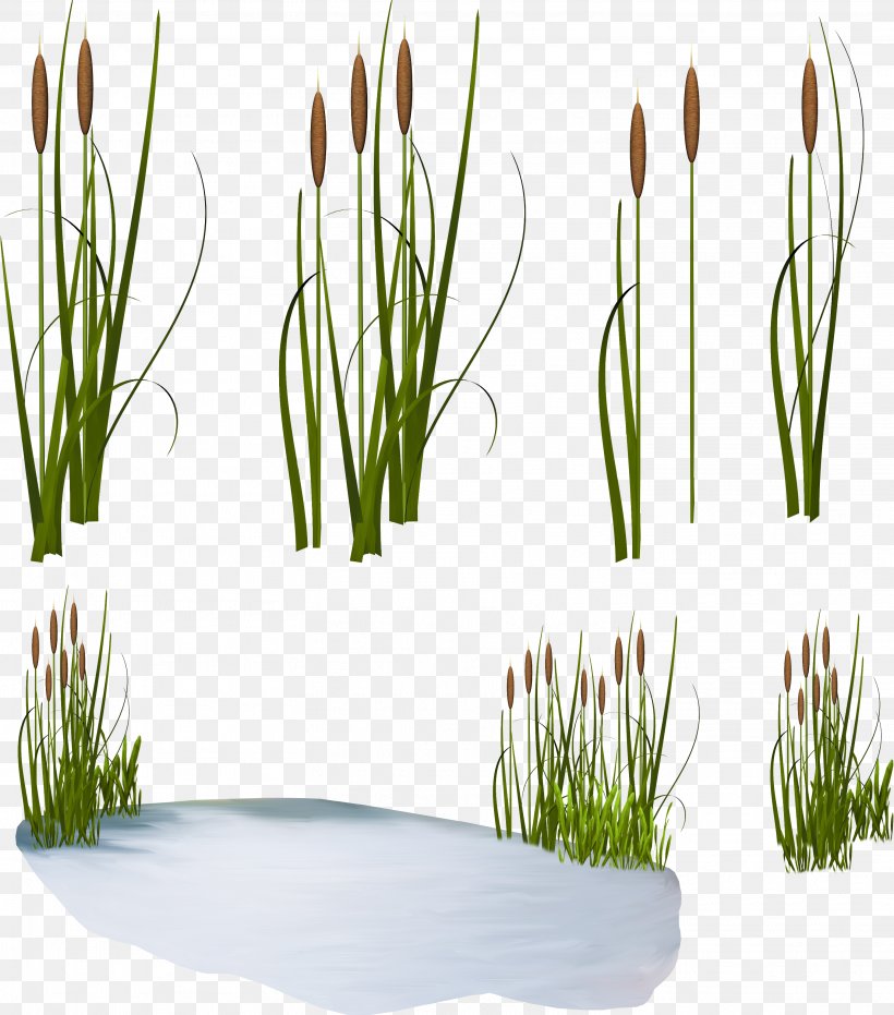 Scirpus Common Reed Clip Art, PNG, 3027x3440px, Scirpus, Common Reed, Drawing, Flower, Grass Download Free