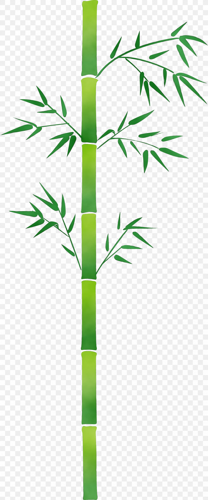 Bamboo Plant Stem Leaf Plant Tree, PNG, 1710x4116px, Bamboo, Flower, Grass, Grass Family, Leaf Download Free