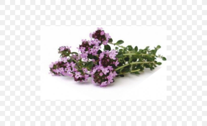 Breckland Thyme Herb Plant Lamiaceae, PNG, 500x500px, Breckland Thyme, Flower, Food, Health, Herb Download Free