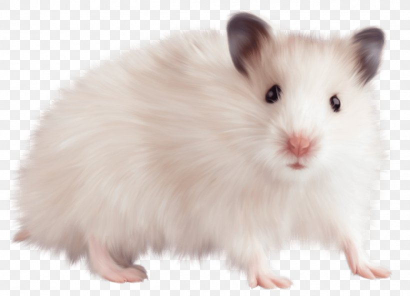 Computer Mouse Brown Rat Hamster Gerbil, PNG, 1250x903px, Mouse, Brown Rat, Computer Mouse, Cursor, Fur Download Free