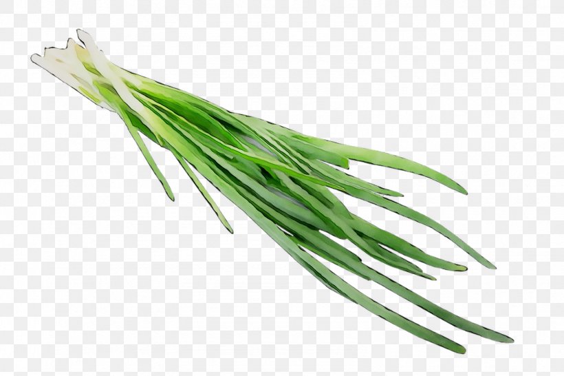 Welsh Onion Garlic Chives Food Vegetable Jiaozi, PNG, 1593x1062px, Welsh Onion, Bargli Sabzavotlar, Chives, Diet, Eating Download Free