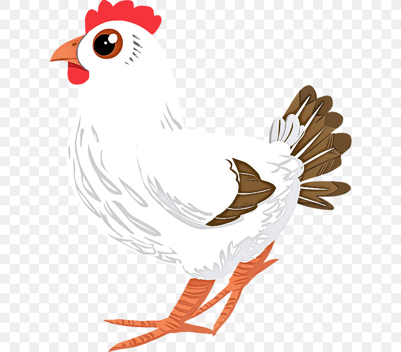 Bird Chicken Rooster Beak Comb, PNG, 618x720px, Bird, Beak, Chicken, Comb, Rooster Download Free