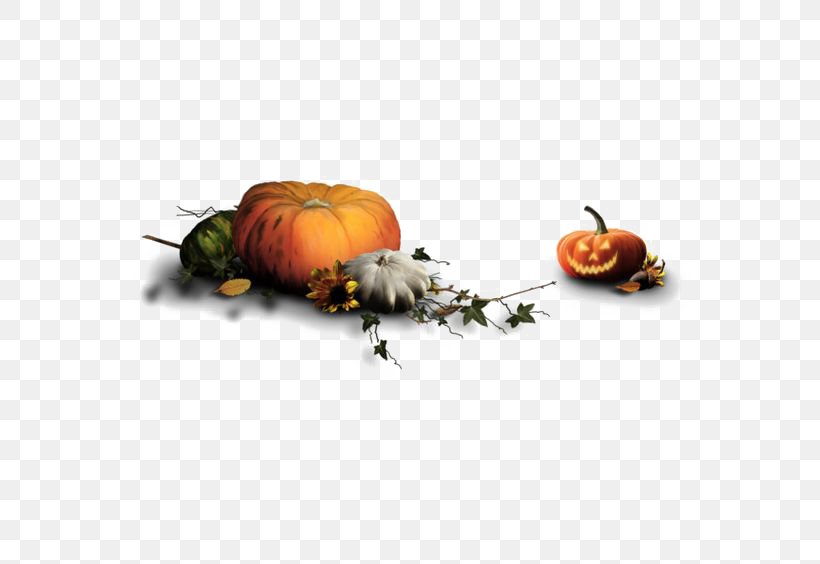 Halloween Costume Jack-o-lantern Boszorkxe1ny, PNG, 564x564px, Halloween, Costume, Halloween Costume, Jackolantern, October 31 Download Free
