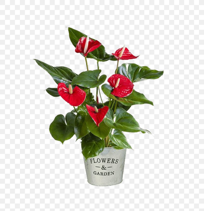 Plant Cut Flowers Laceleaf Gift, PNG, 700x850px, Plant, Artificial Flower, Azalea, Birthday, Cut Flowers Download Free