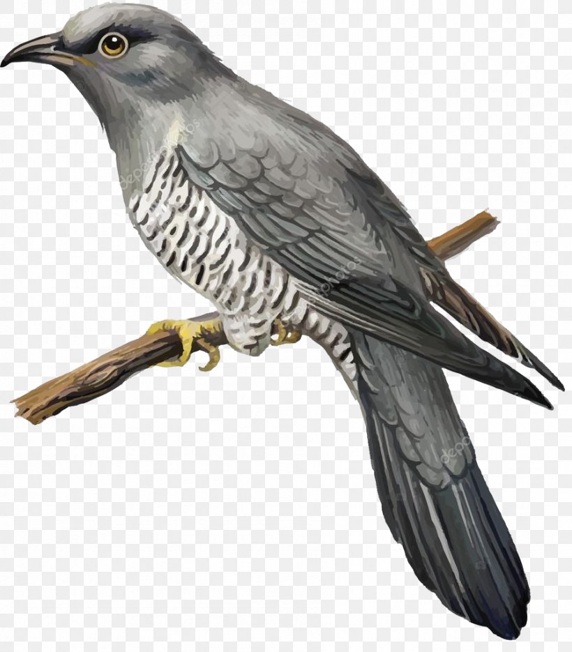 Bird Vector Graphics Clip Art Illustration Penguin, PNG, 898x1024px, Bird, Beak, Bird Of Prey, Common Cuckoo, Cuckoos Download Free