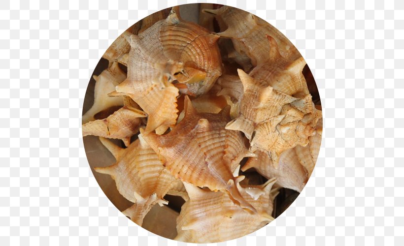 Cockle Sea Snail Shellfish Restaurante Senhor Peixe Seashell, PNG, 500x500px, Cockle, Animal Source Foods, Clam, Clams Oysters Mussels And Scallops, Conch Download Free