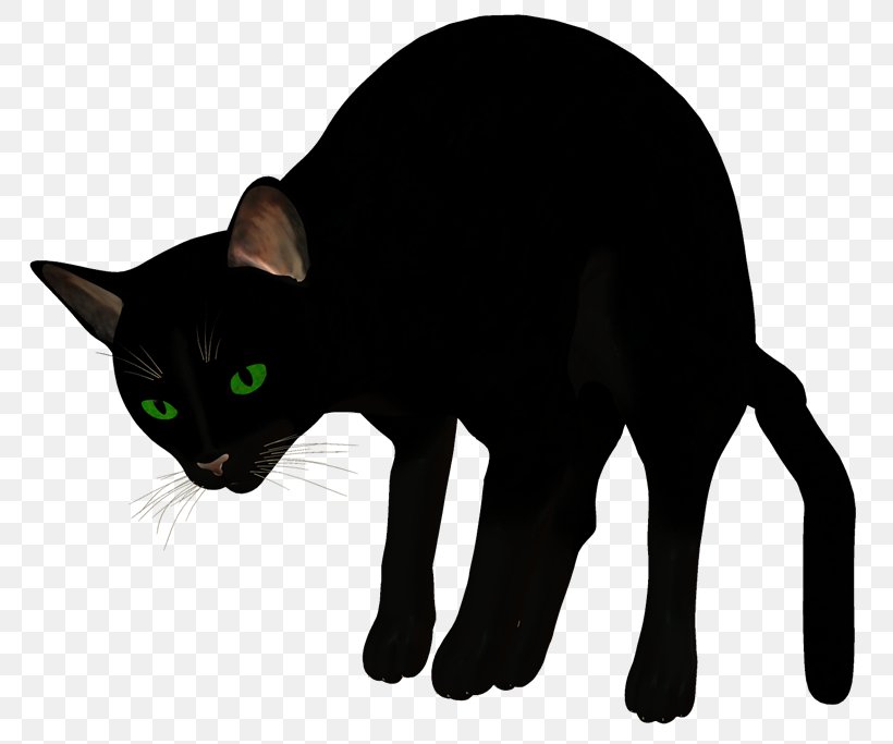 Havana Brown Korat Burmese Cat Manx Cat Whiskers, PNG, 800x683px, Havana Brown, Black, Black Cat, Black M, Bombay Download Free