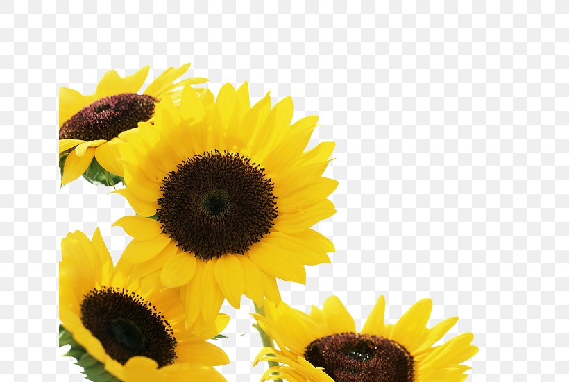 Iphone 4s Common Sunflower Wallpaper Png 650x551px Iphone 4s