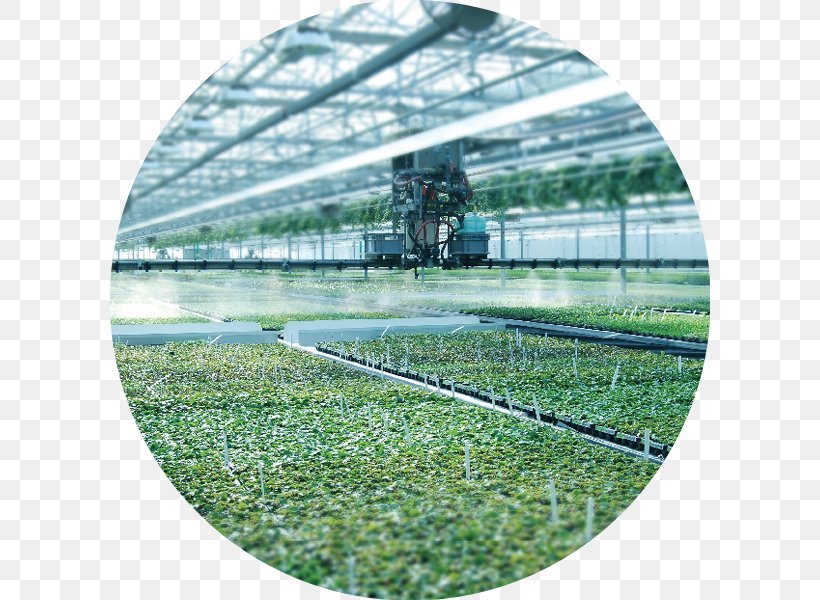 Jolly Farmer Products, Inc. Greenhouse Crop Seedling, PNG, 600x600px, Greenhouse, Agriculture, Colony Of New Brunswick, Crop, Cutting Download Free