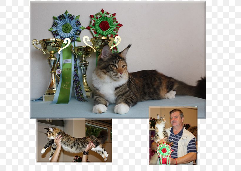 Kitten Whiskers Google Play, PNG, 750x581px, Kitten, Carnivoran, Cat, Cat Like Mammal, Fauna Download Free