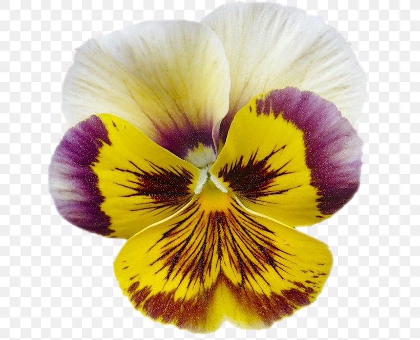 Pansy Violet Information Clip Art, PNG, 647x664px, 2017, Pansy, Archive File, Color, Flower Download Free