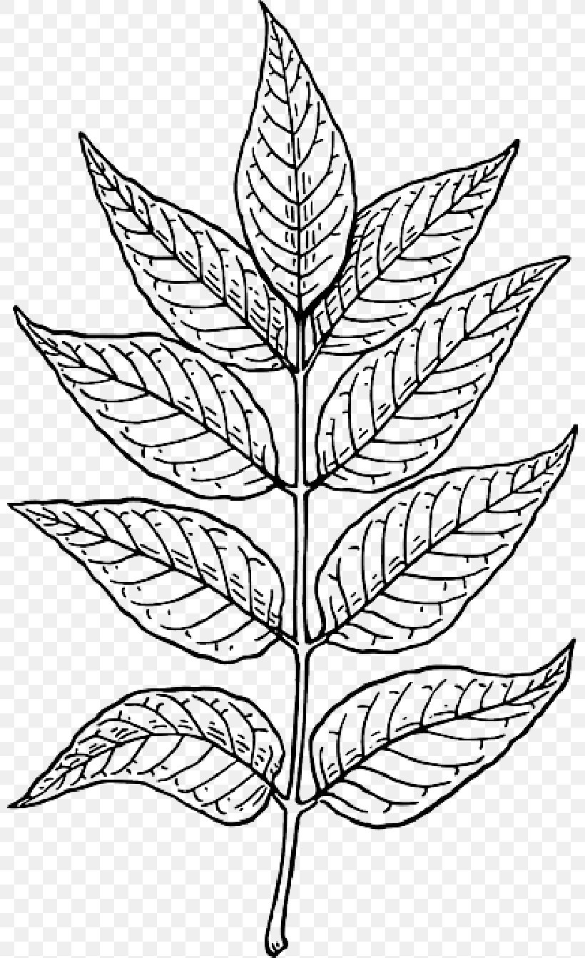 Clip Art Openclipart Drawing Free Content Leaf, PNG, 800x1343px, Drawing, Art, Blackandwhite, Botany, Coloring Book Download Free