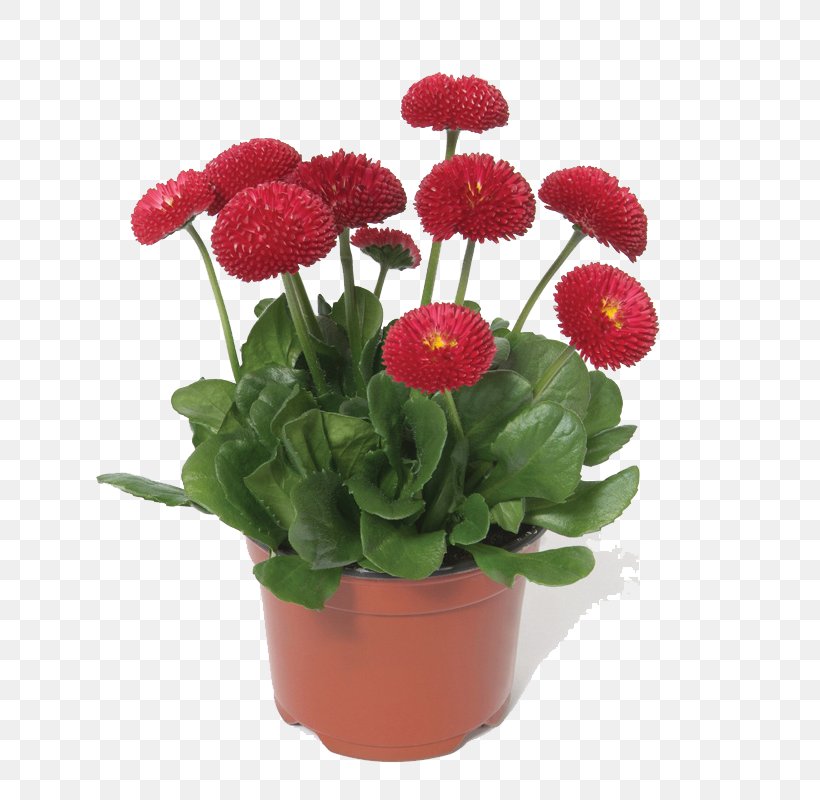 Common Daisy Chrysanthemum Flower Bonsai Seed, PNG, 800x800px, Common Daisy, Annual Plant, Artificial Flower, Bellis, Bonsai Download Free