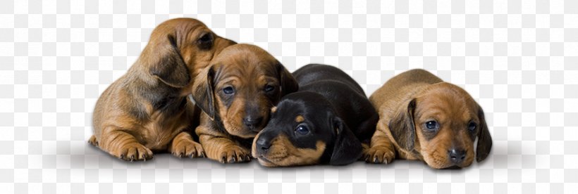 Dachshund Responsive Web Design Pet Sitting Puppy Web Template, PNG, 881x297px, Dachshund, Carnivoran, Dog, Dog Breed, Dog Daycare Download Free