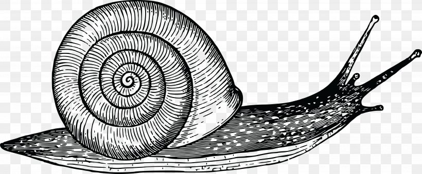 Gastropods Drawing Snail Gastropod Shell Cornu Aspersum, PNG, 4000x1658px, Gastropods, Artwork, Black And White, Color, Cornu Aspersum Download Free