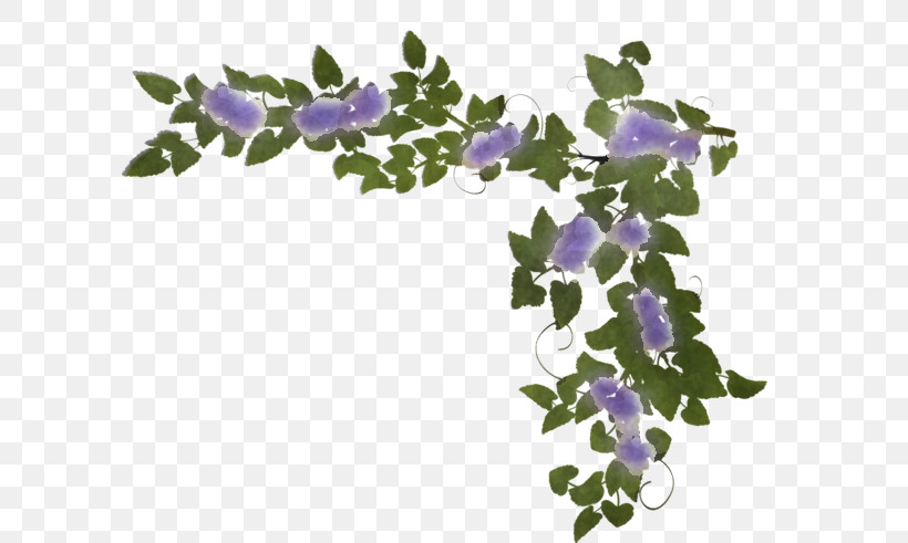 Lavender, PNG, 600x491px, Flower, Bellflower, Bellflower Family, Harebell, Ivy Download Free