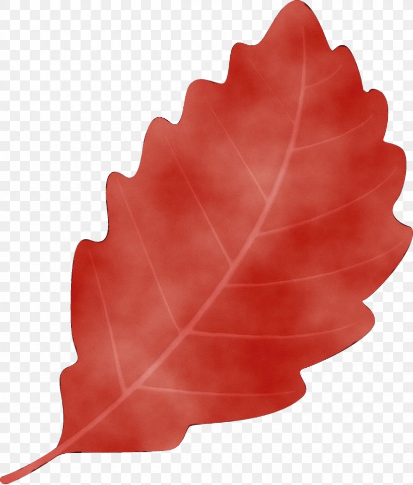Maple Leaf, PNG, 872x1026px, Watercolor, Flower, Leaf, Maple Leaf, Paint Download Free