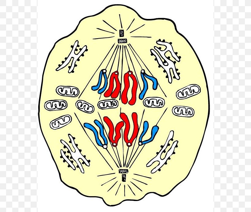Anaphase Mitosis Prophase Metaphase Cell, PNG, 574x694px, Anaphase, Area, Biology, Cell, Cell Biology Download Free