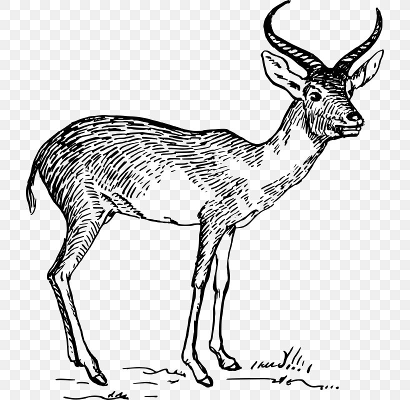 Antelope Pronghorn Gazelle Drawing Clip Art, PNG, 716x800px, Antelope, Animal, Animal Figure, Antler, Black And White Download Free