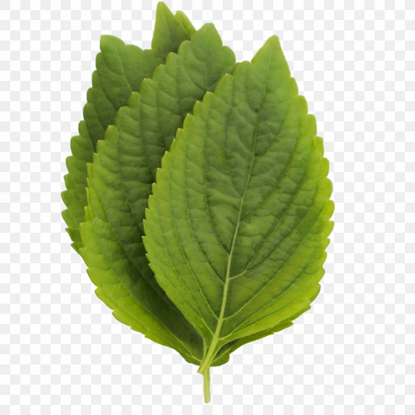 Perilla Leaf, PNG, 1920x1920px, Perilla, Herb, Leaf, Plant Download Free