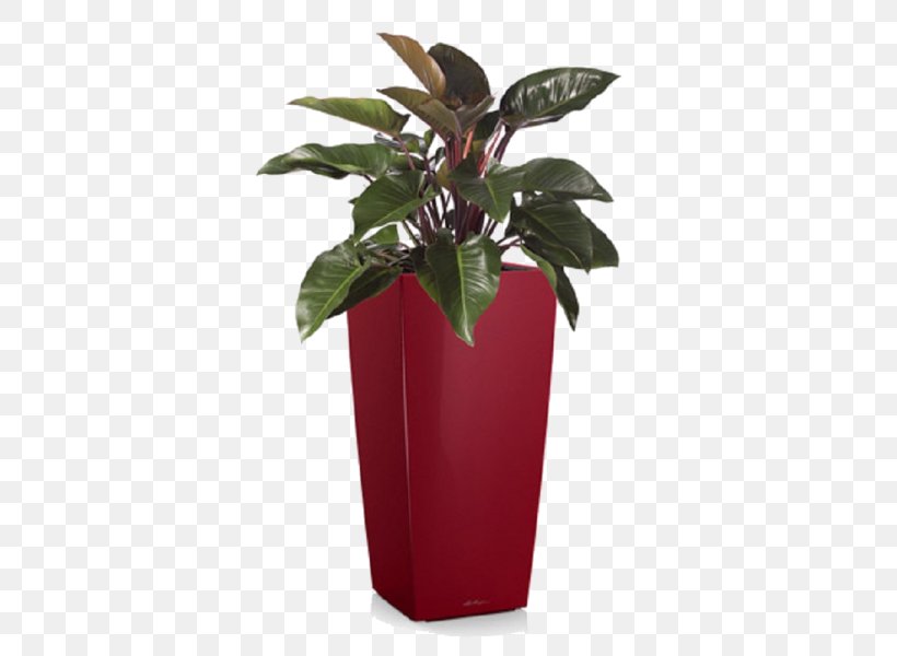 Philodendron Erubescens Philodendron Xanadu Houseplant Tree Philodendron Swiss Cheese Plant, PNG, 600x600px, Philodendron Erubescens, Evergreen, Flowerpot, Garden, Houseplant Download Free