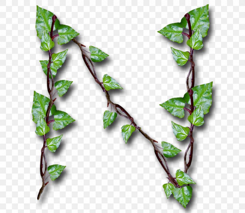 Twig Plant Stem Leaf, PNG, 989x859px, Twig, Branch, Ivy, Leaf, Plant Download Free