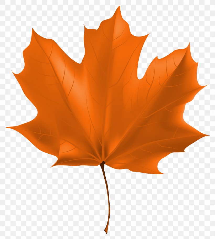 Autumn Leaf Color Computer File, PNG, 3274x3637px, Autumn Leaf Color, Autumn, Color, Flowering Plant, Green Download Free