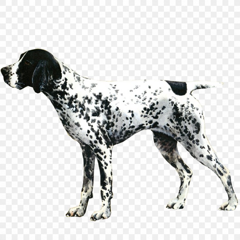 Auvergne Pointer Old Danish Pointer Dalmatian Dog Dog Breed Vizsla, PNG, 1000x1000px, Old Danish Pointer, Auvergne, Brac, Braque D Auvergne, Breed Download Free