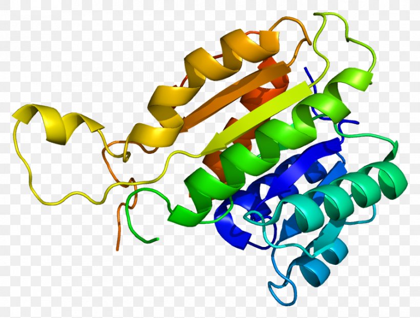 HSD17B10 11β-Hydroxysteroid Dehydrogenase Enzyme 17β-Hydroxysteroid Dehydrogenase Alcohol Dehydrogenase, PNG, 891x676px, Watercolor, Cartoon, Flower, Frame, Heart Download Free
