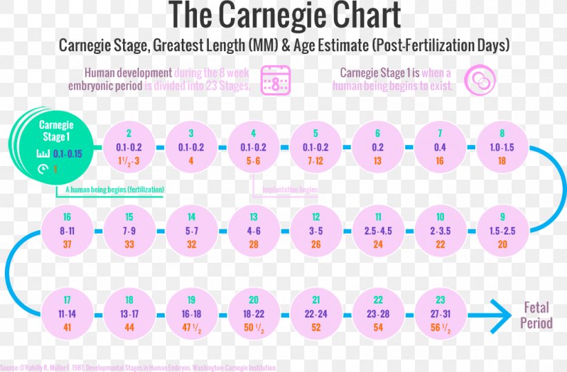 Human Developmental Anatomy Carnegie Stages Developmental Biology, PNG, 1051x690px, Human Development, Anatomy, Developmental Biology, Diagram, Embryo Download Free
