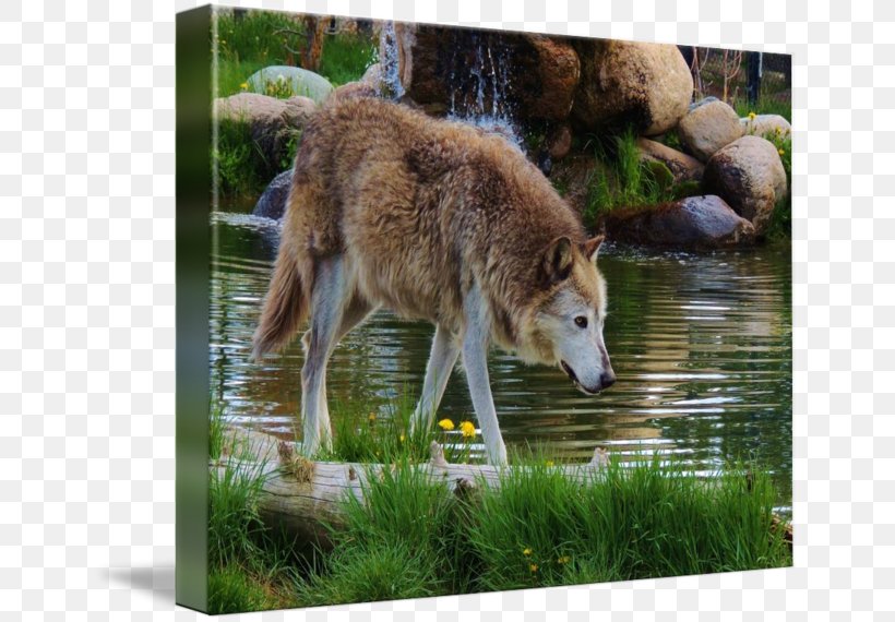 Saarloos Wolfdog Czechoslovakian Wolfdog Coyote, PNG, 650x570px, Saarloos Wolfdog, Breed, Coyote, Czechoslovakia, Czechoslovakian Wolfdog Download Free
