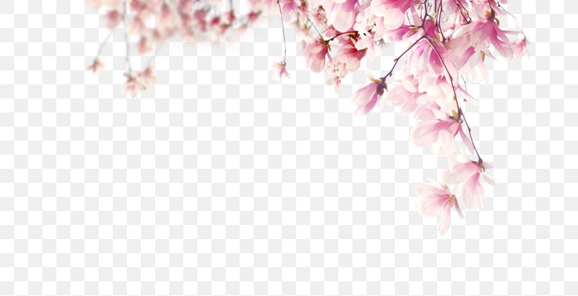 Adobe Illustrator Petal, PNG, 722x421px, Petal, Artworks, Blossom, Branch, Cherry Blossom Download Free