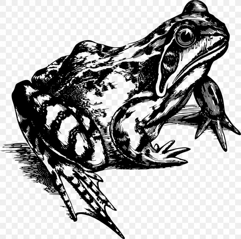 Common Frog Amphibian Toad Clip Art, PNG, 1000x994px, Frog, American Bullfrog, American Pit Bull Terrier, Amphibian, Art Download Free