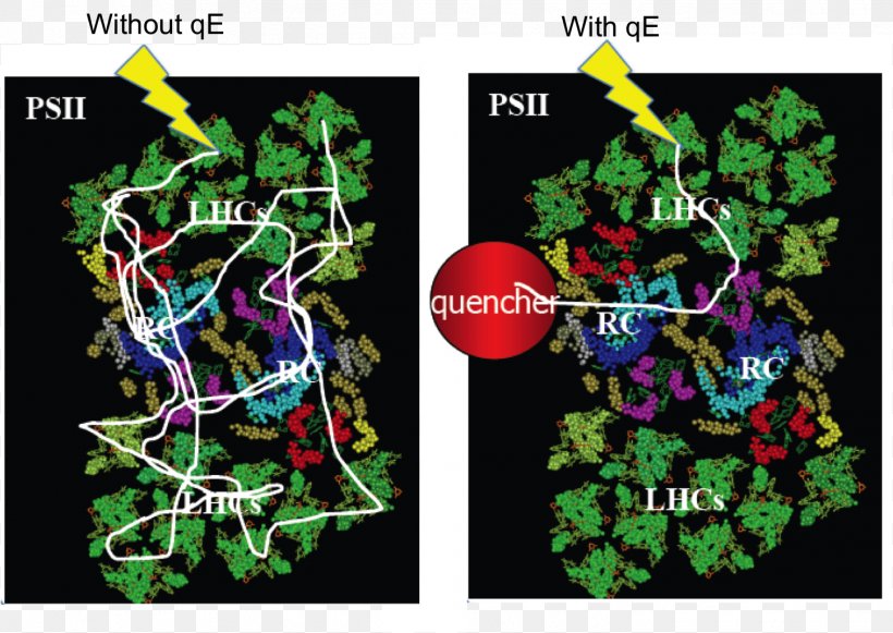 non-photochemical-quenching-chlamydomonas-reinhardtii-photosystem-ii