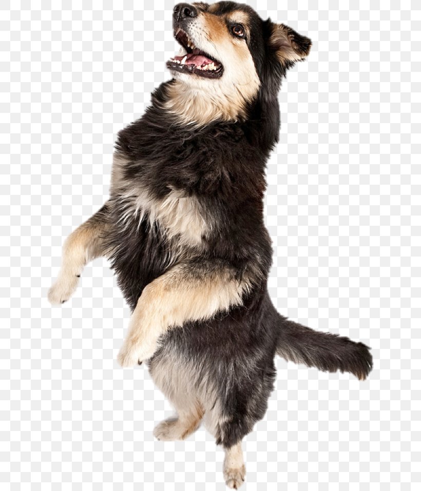 Australian Shepherd Dance Musical Canine Freestyle We No Speak Americano, PNG, 637x957px, Watercolor, Cartoon, Flower, Frame, Heart Download Free